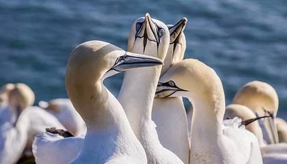 难忘的象棋比赛|晏才瞻|人民路小学|浏阳市|青少年|老巢_新浪体育_新浪新闻